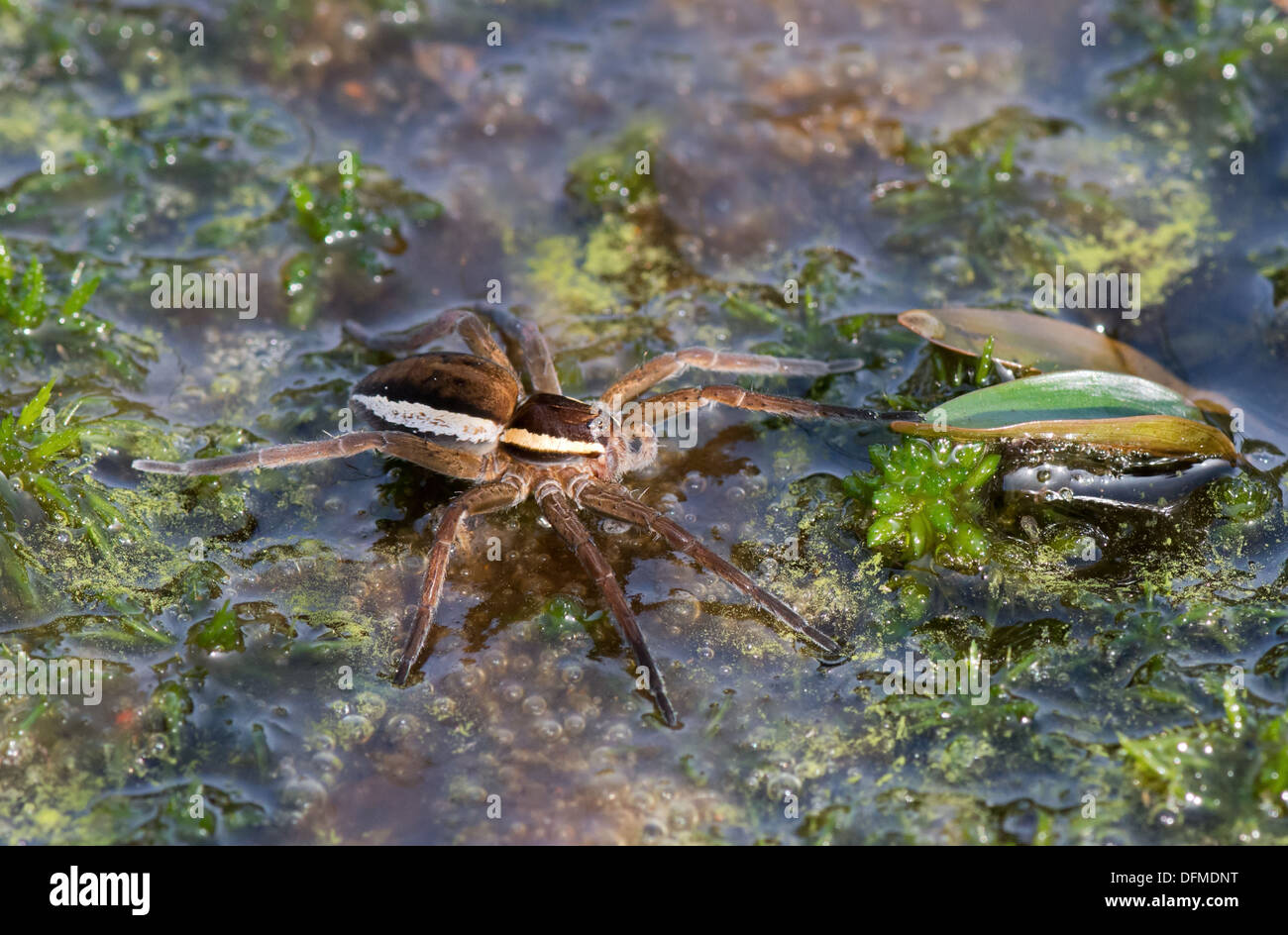 Europäische Floß Spider-Dolomedes Fimbriatus. UK Stockfoto