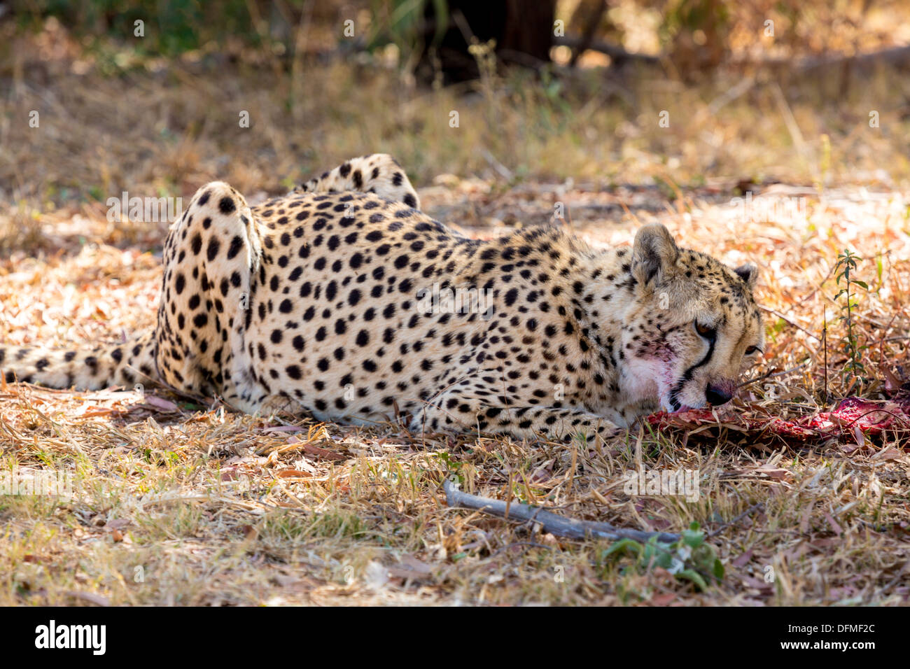 Eine blutige Cheetah Essen die Überbleibsel von seiner vorherigen töten Stockfoto