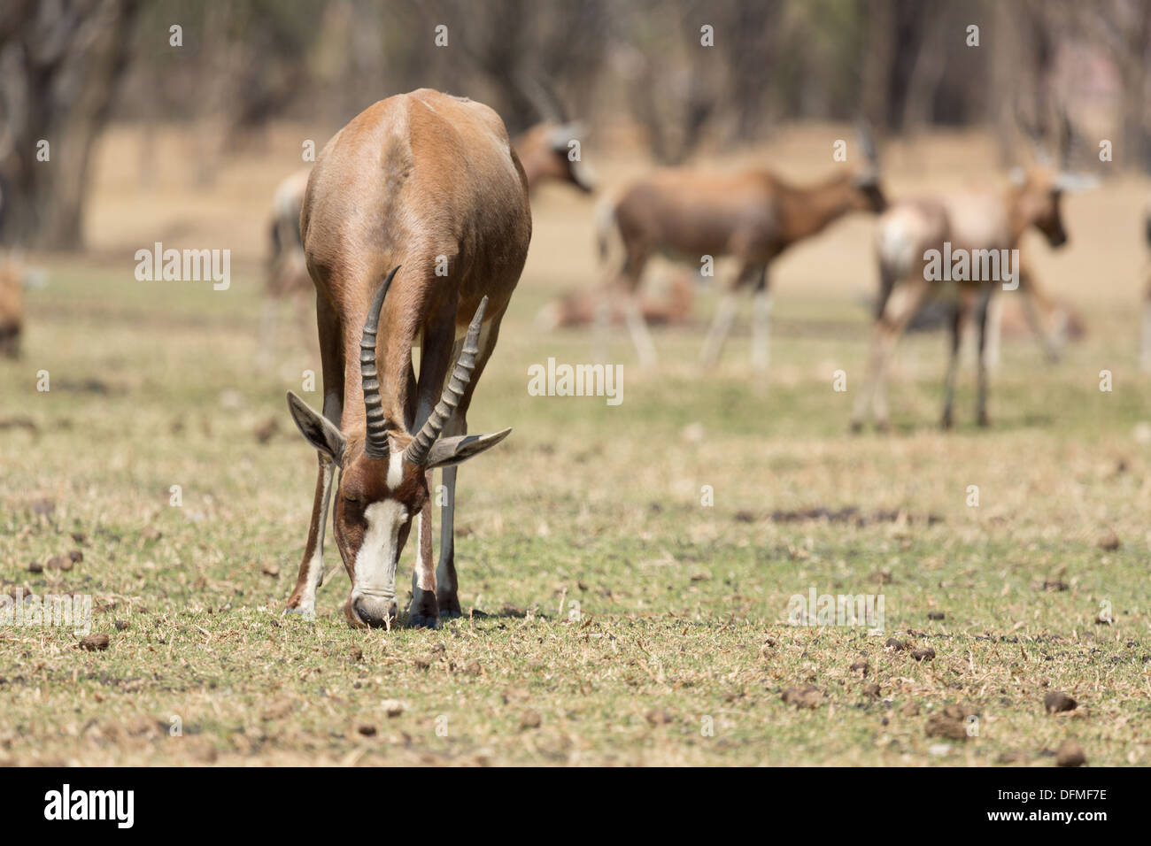 Ein Blessböcke, ein großer Pflanzenfresser endemisch in Süd-Afrika in South Africa National Park Stockfoto