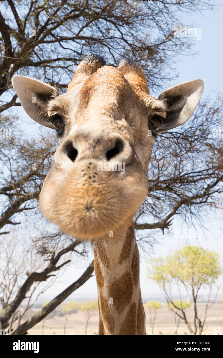 Ein Schuss in den Kopf einer Giraffe, die direkt in die Kamera schauen Stockfoto