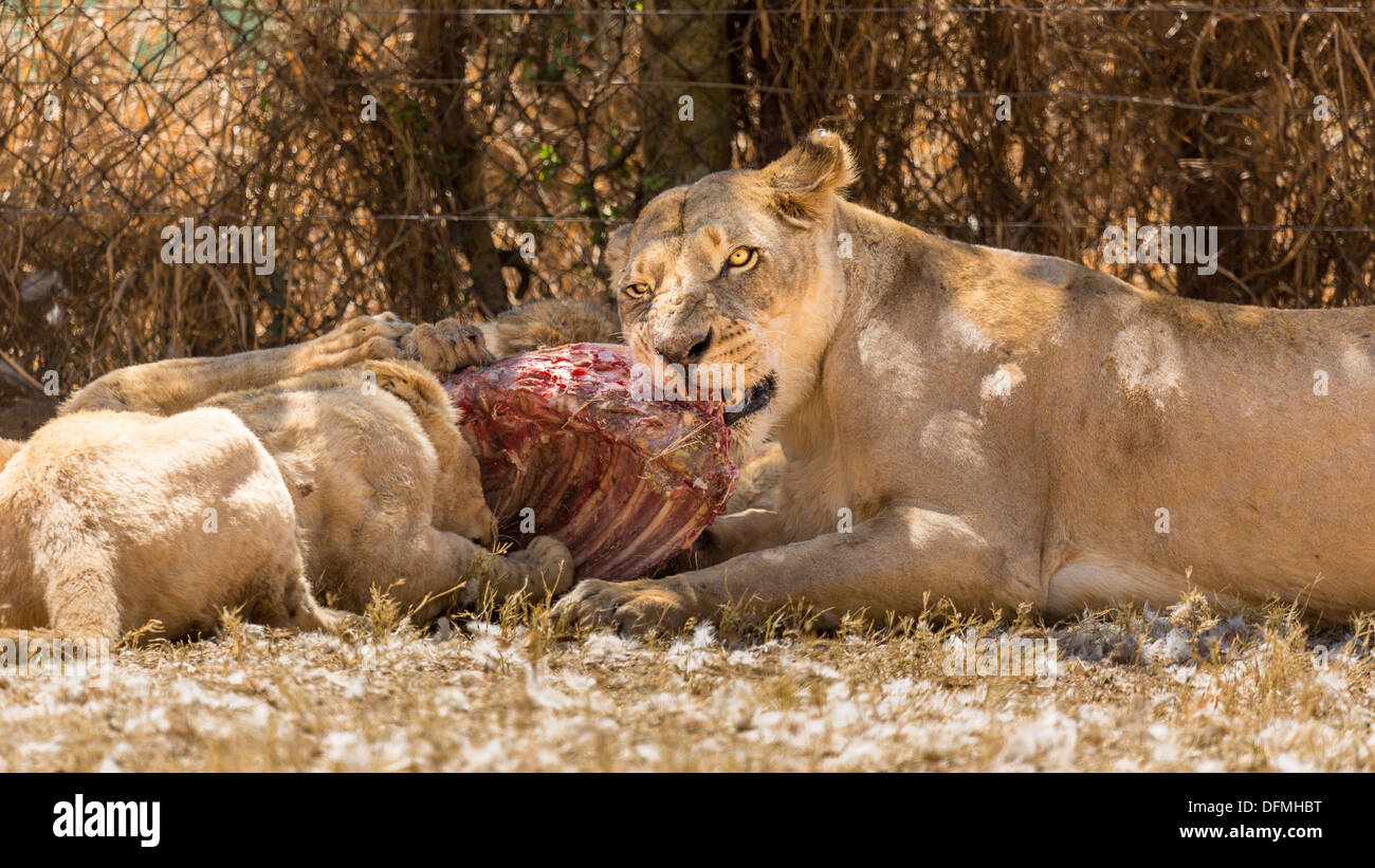 Eine schöne Löwin mit ihren jungen Essen Stockfoto