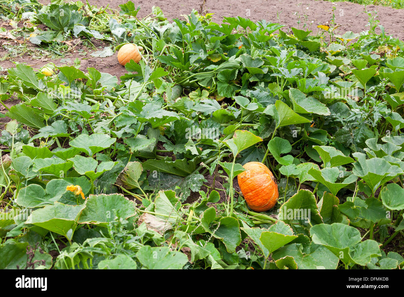 Orange Kürbis wachsen auf Gemüsebeet Stockfoto
