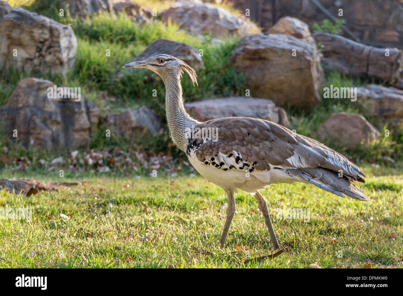 Ein großer Vogel der Gattung Kori Bustard der Trappe Familie ursprünglich aus Afrika. Stockfoto