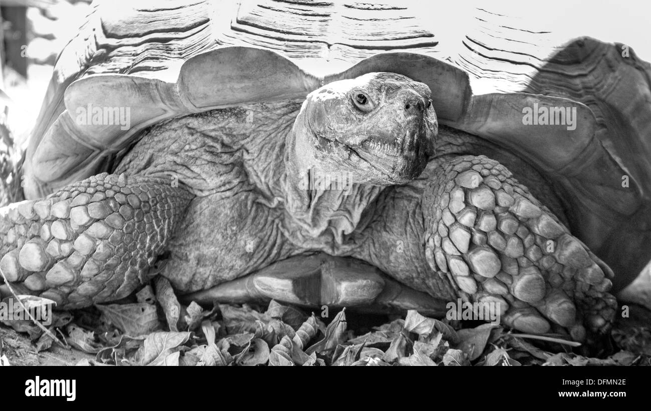 Eine Nahaufnahme einer Sulcata Schildkröte den Kopf herausragen Stockfoto