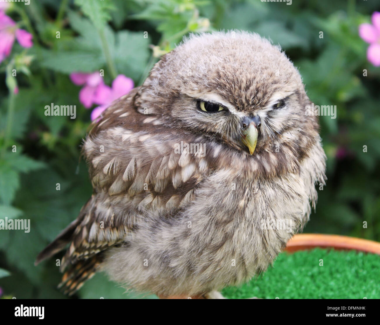 Small Grumpy Owl Stockfotos Und Bilder Kaufen Alamy
