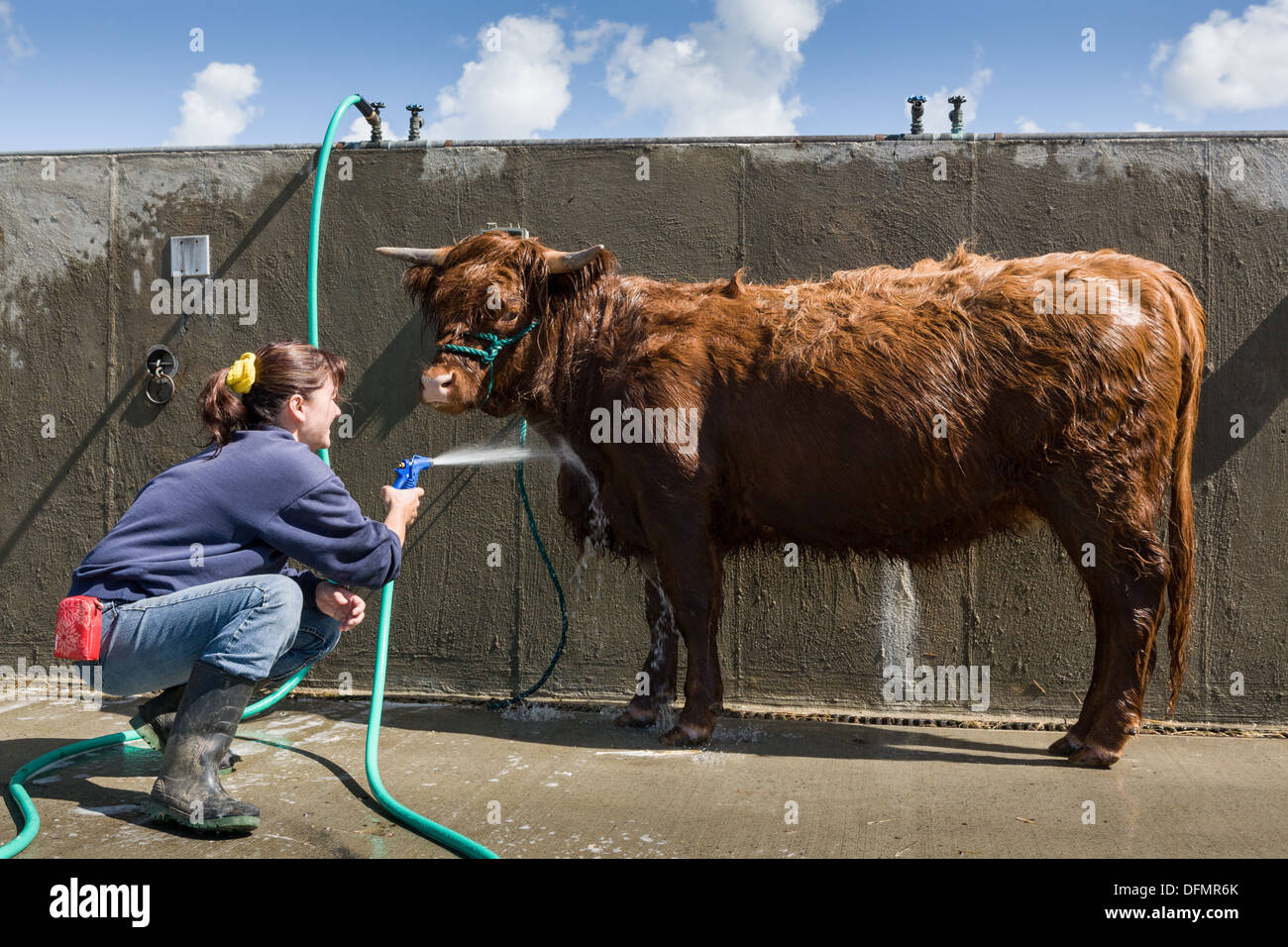 Waschen Kuh vor Vorführung am Great New York State Fair. Stockfoto