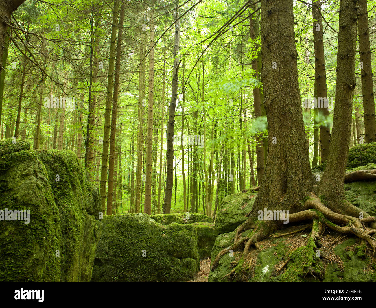 Druidenhain, kleine Schweiz, Upper Franconia, Bayern, Deutschland Stockfoto