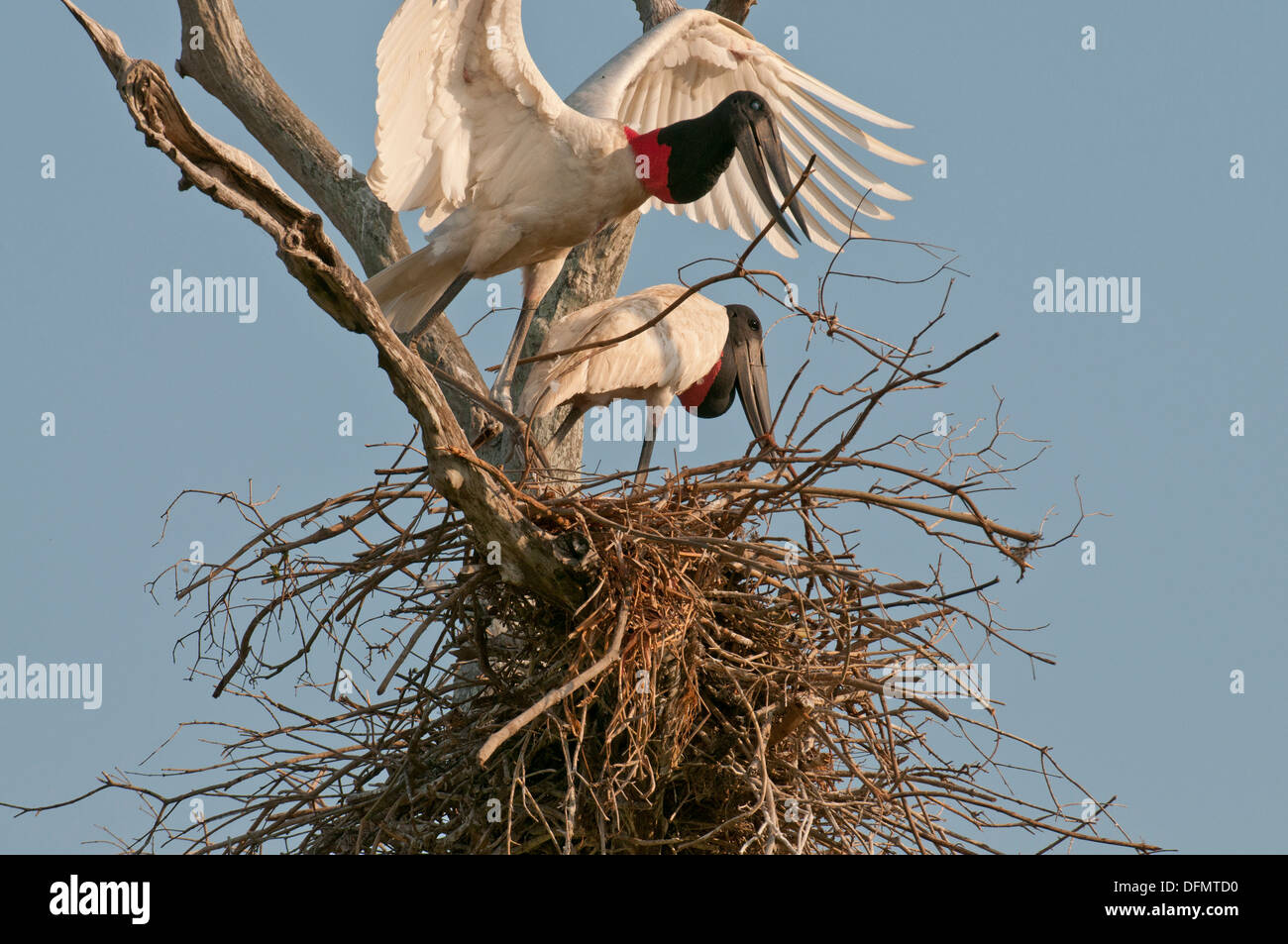Stock Foto von nistenden Störche Jabiru, Pantanal, Brasilien. Stockfoto