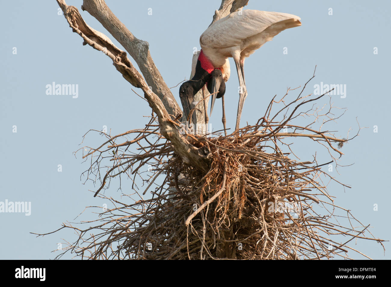 Stock Foto von nistenden Störche Jabiru, Pantanal, Brasilien. Stockfoto