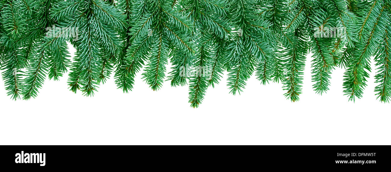 Weihnachtsbaum Äste isoliert auf weißem Hintergrund Stockfoto