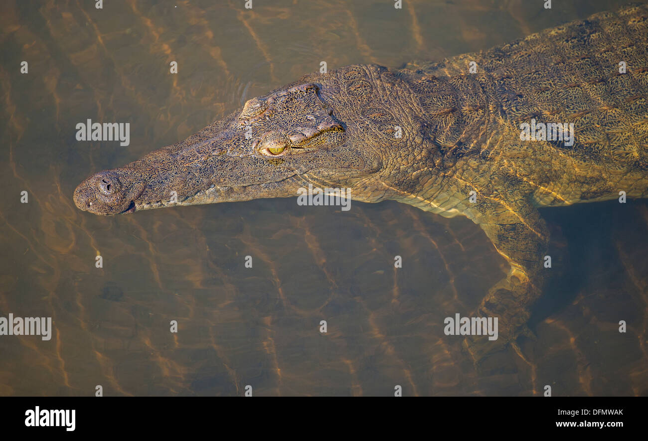 Nil-Krokodil im flachen Wasser, Oberseite Ansicht Stockfoto