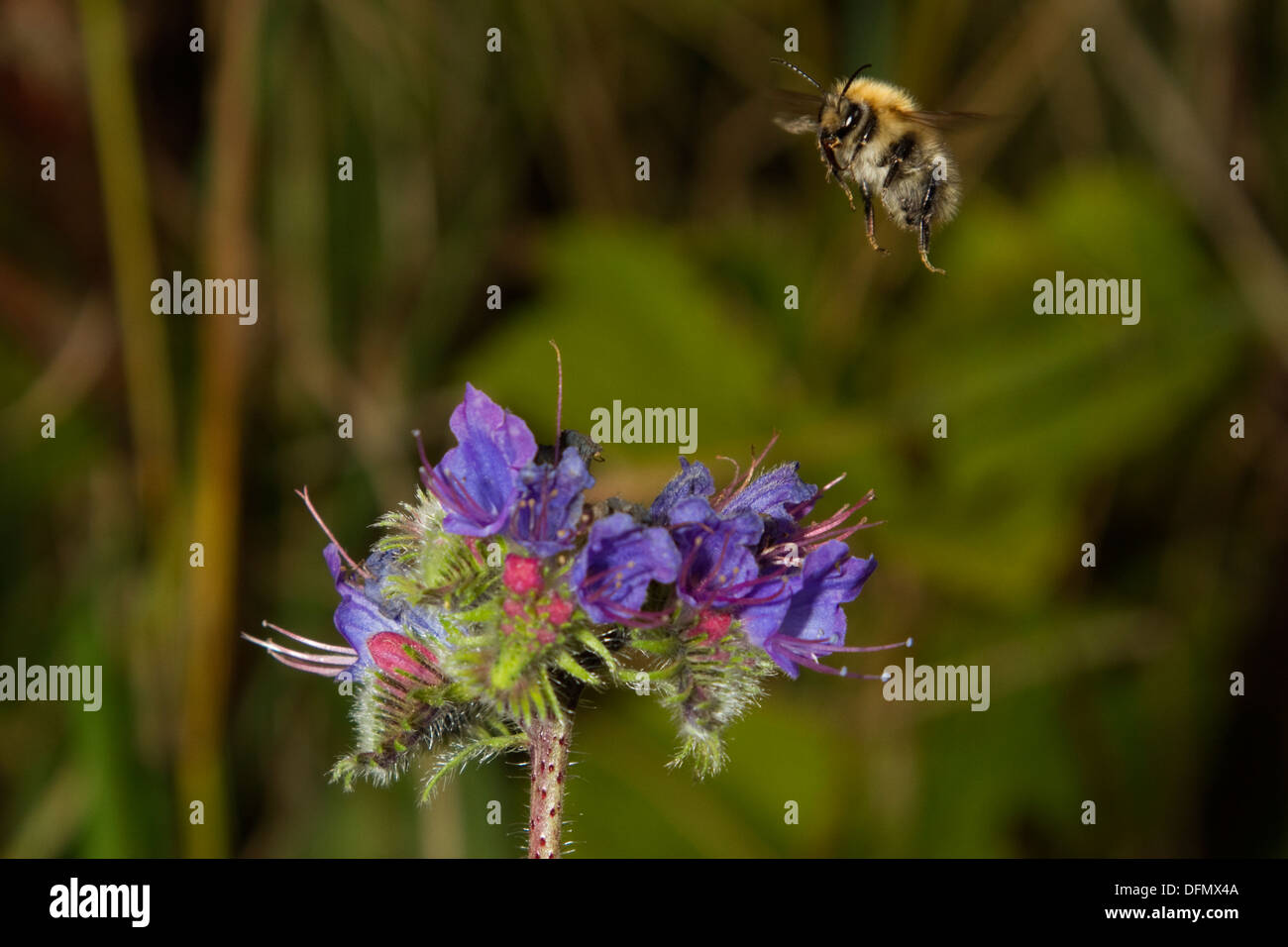 Gemeinsamen Carder Bumble Bee im Flug Stockfoto