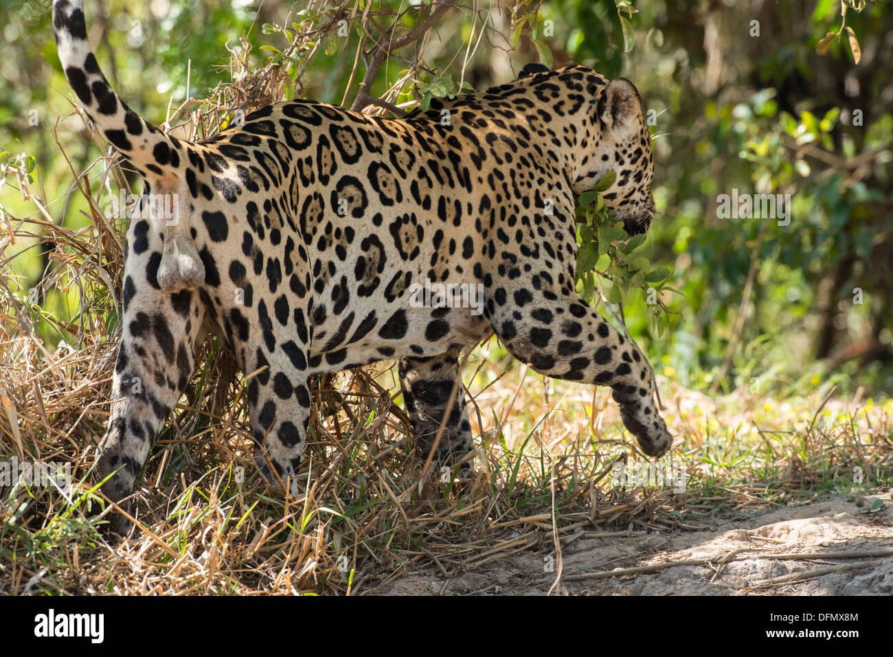 Stock Foto von einem männlichen Jaguar markiert sein Territorium, Pantanal, Brasilien. Stockfoto