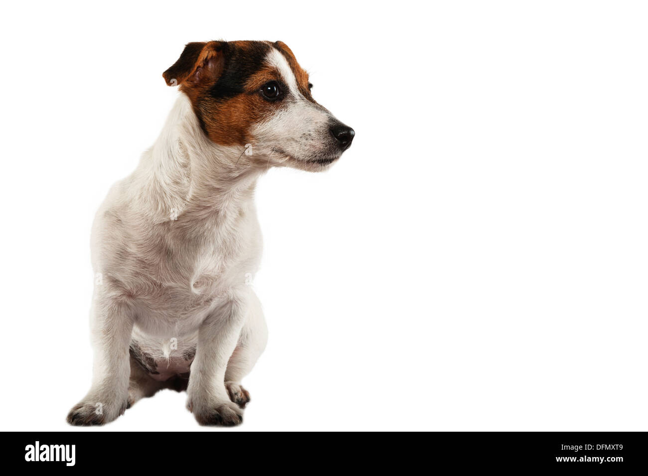 Eine junge Jack Russell Terrier auf weißem Hintergrund Stockfoto