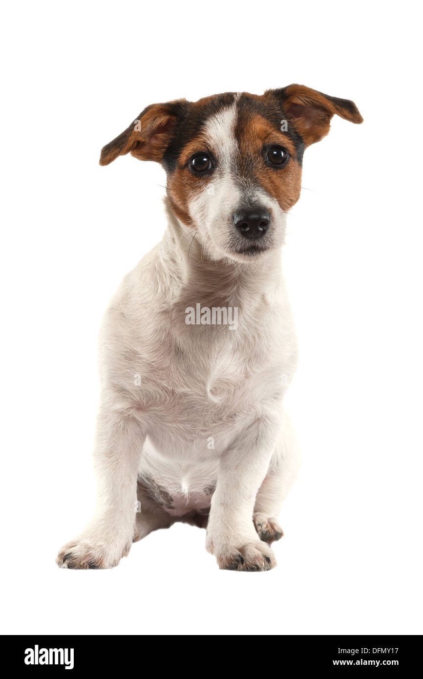 Eine junge Jack Russell Terrier auf weißem Hintergrund Stockfoto