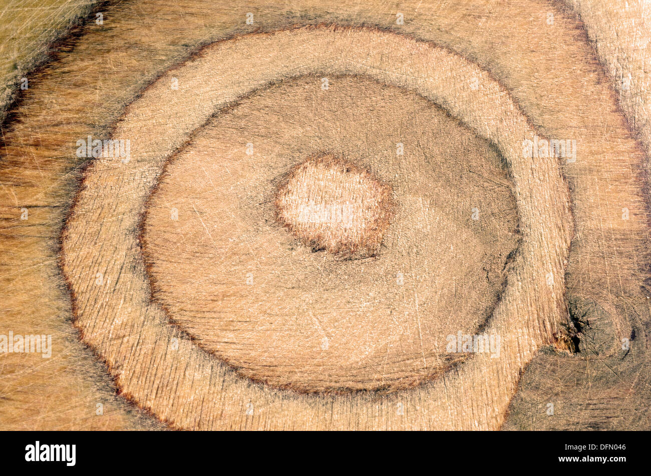 Holzstruktur des ausgeschnittenen Baumstamm Stockfoto