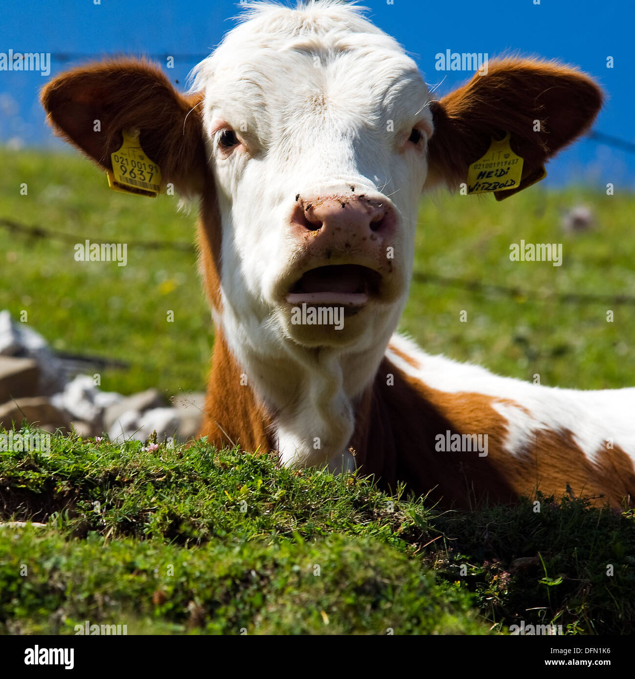 Kuh auf dem Berg in der Nähe des Comer Sees Stockfoto