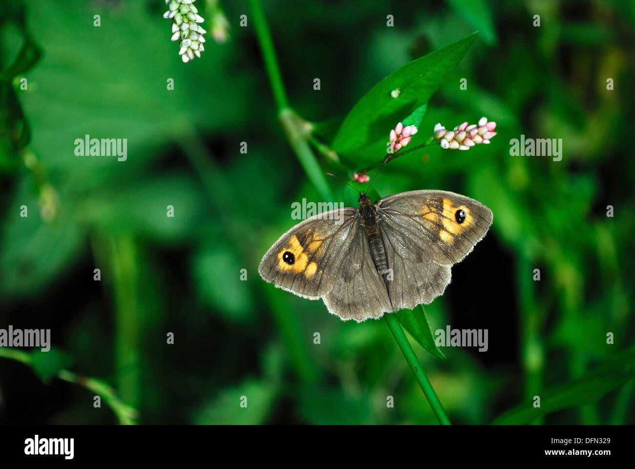 Eine Wiese braun Schmetterling in Ruhe UK Stockfoto