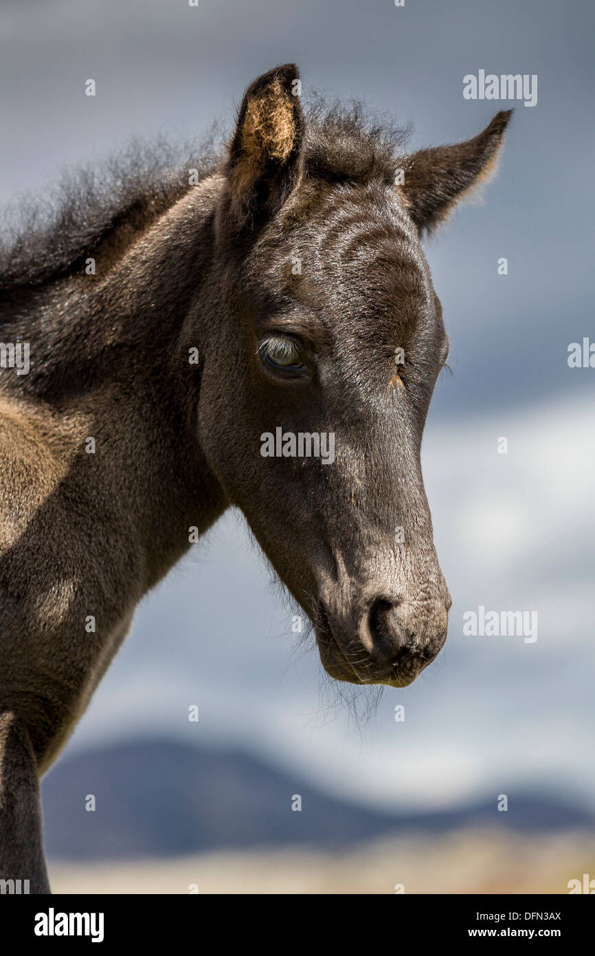 Neugeborene Fohlen, Island.   Reinrassige Islandpferd. Stockfoto