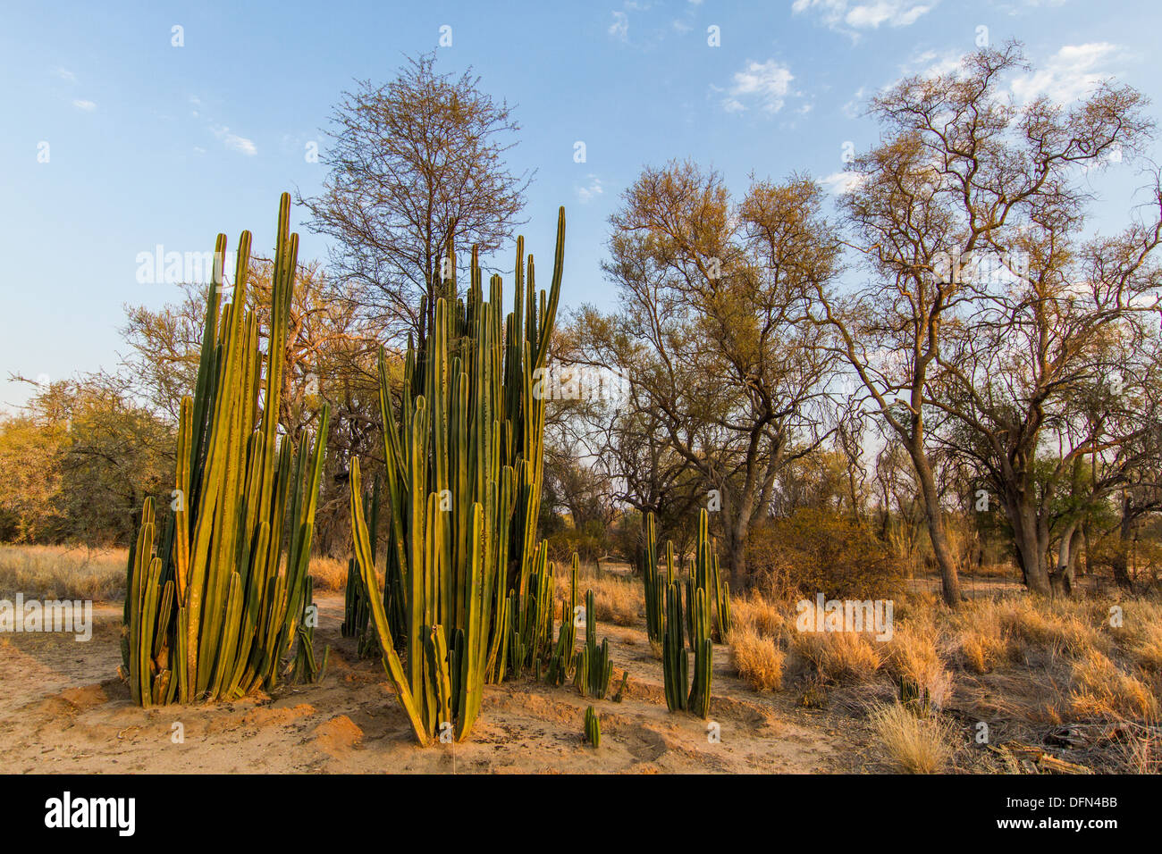 Kaktus in Namibia, Afrika Stockfotografie - Alamy