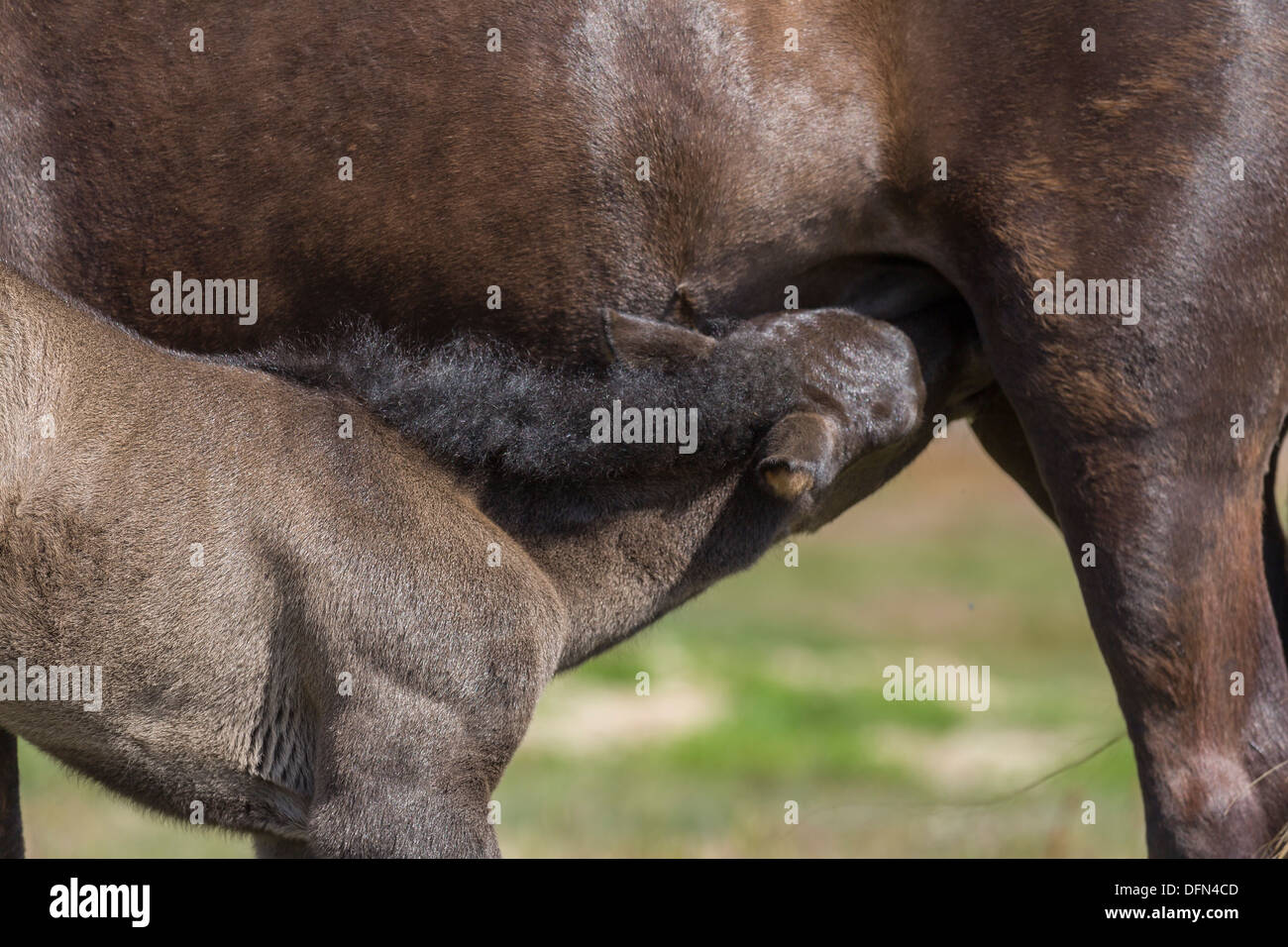 Neugeborene Fohlen Pflege auf Mare Island. Stockfoto