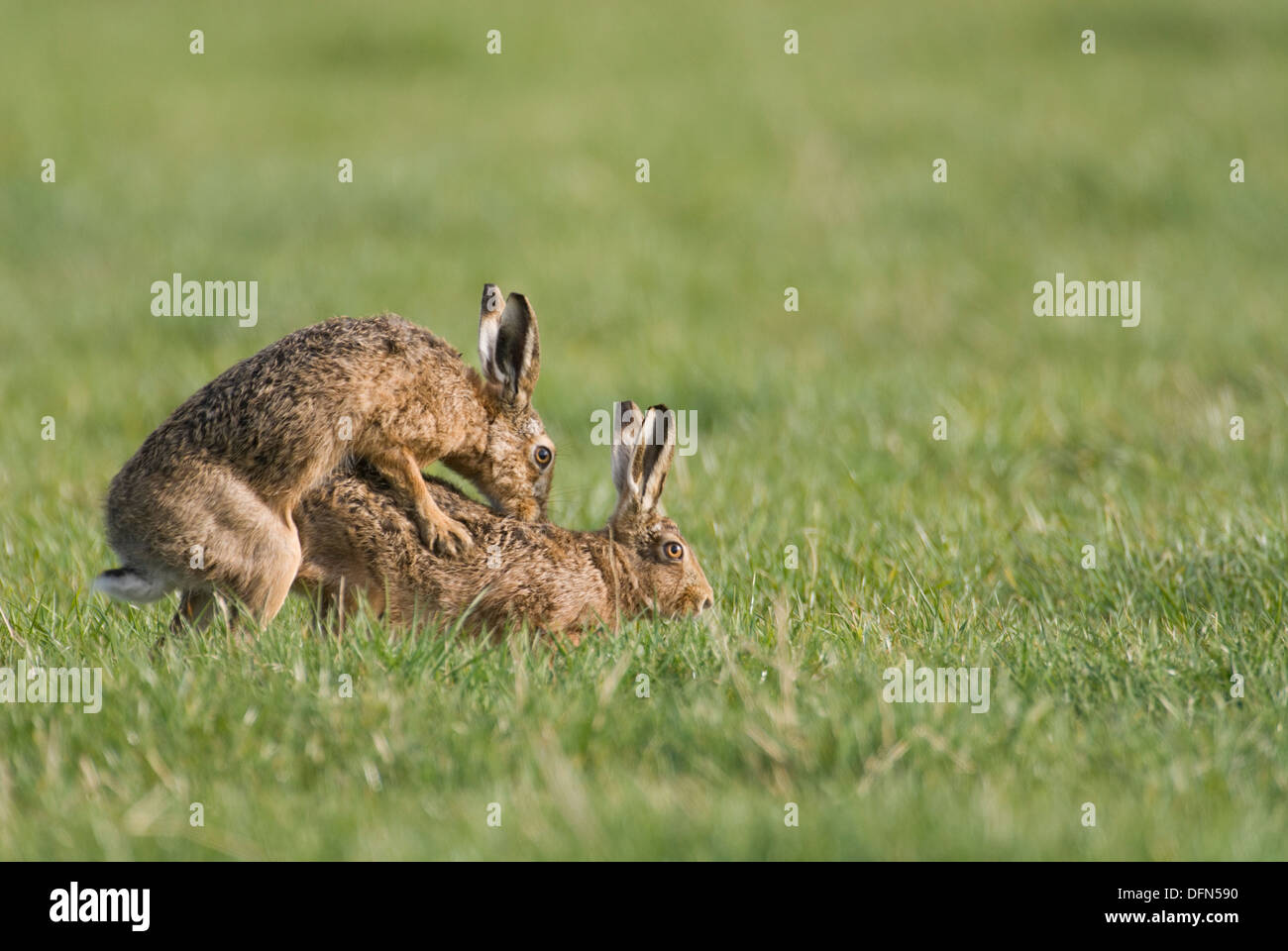 Feldhasen (Lepus Europaeus) Paarung, Frühling South Lanarkshire, Schottland. Stockfoto