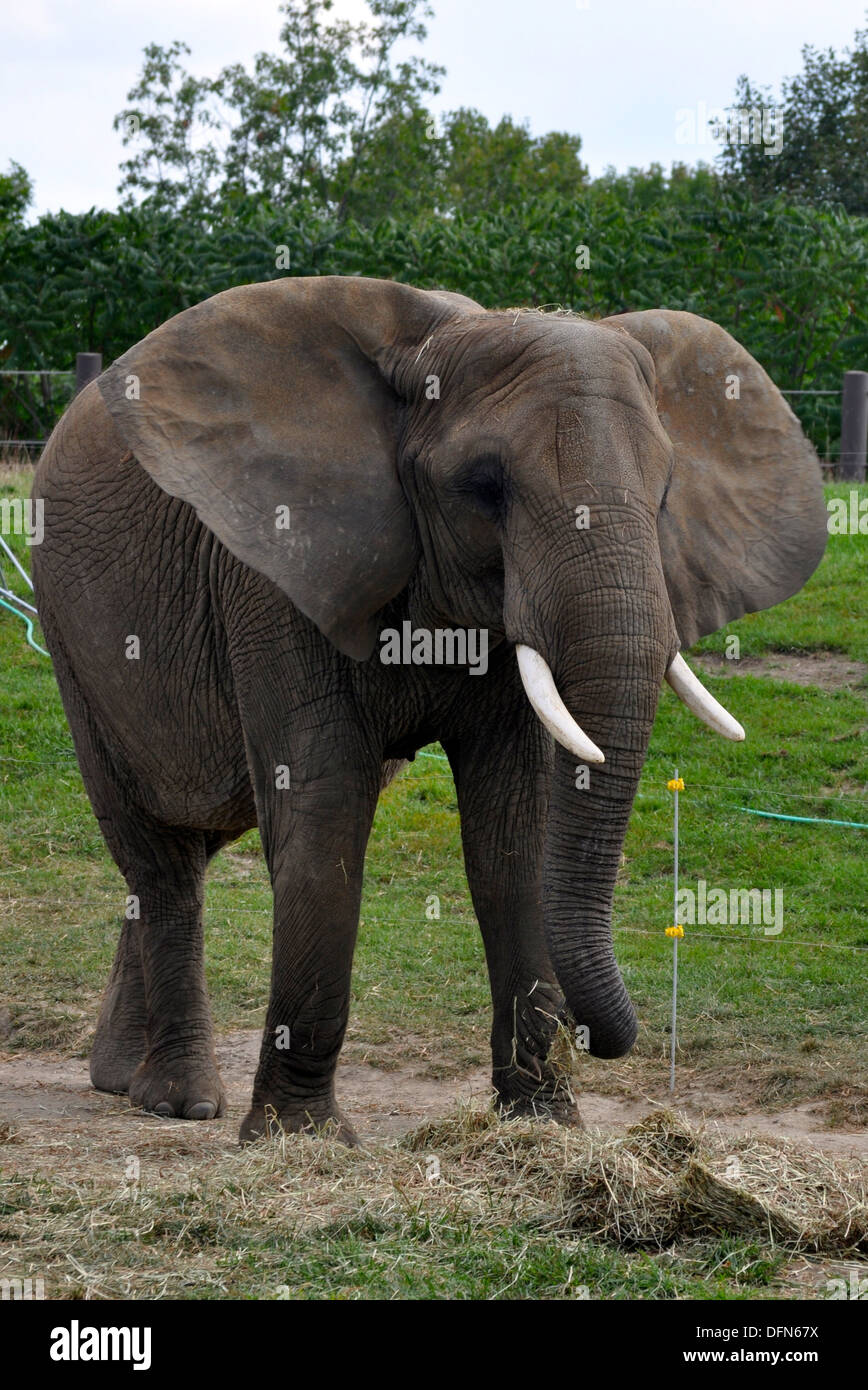 Tier Ohren Elefant Elefanten Natur im freien außerhalb Stamm zoo Stockfoto