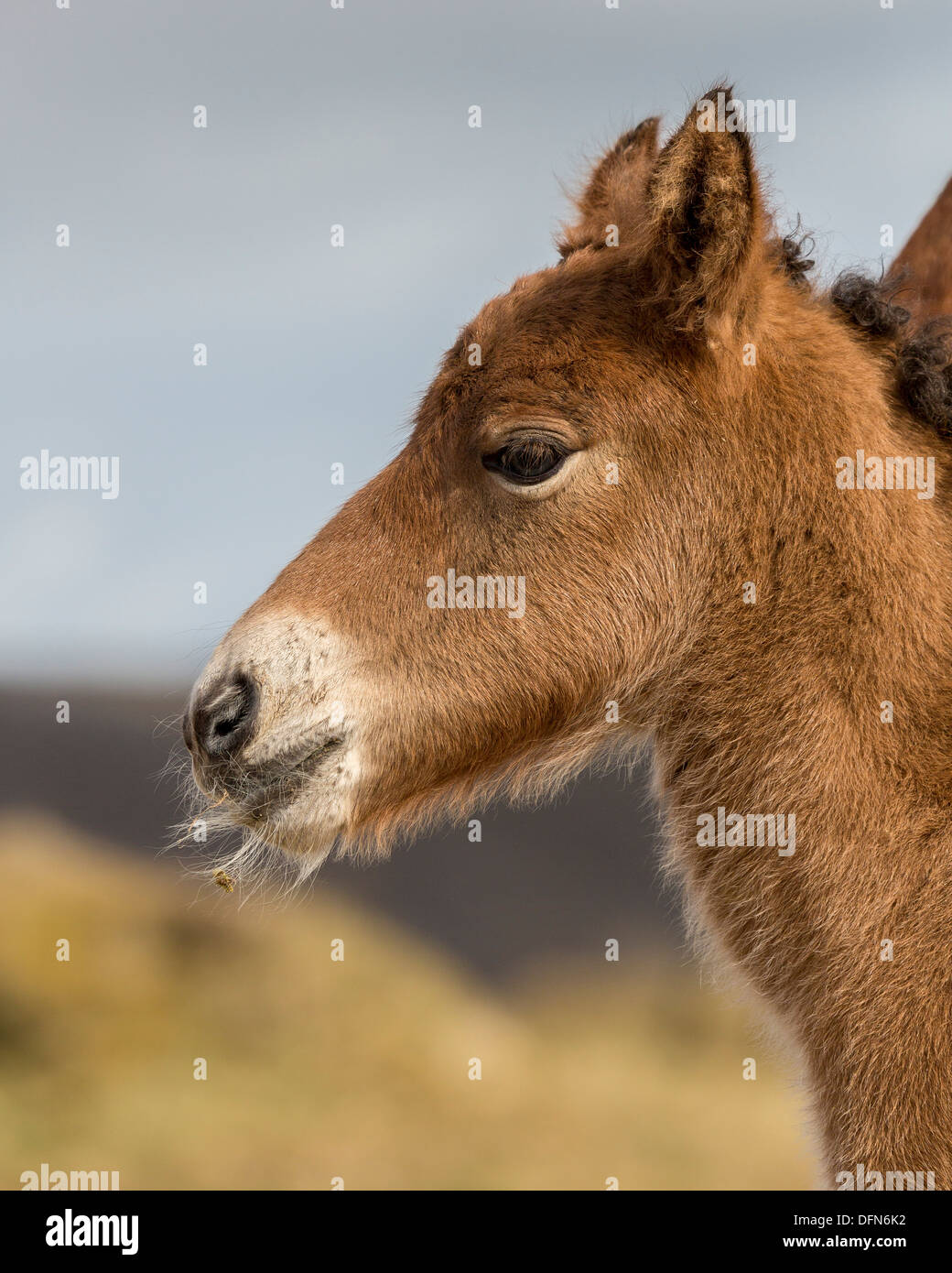 Neugeborene Fohlen, Island.   Reinrassige Islandpferd. Stockfoto