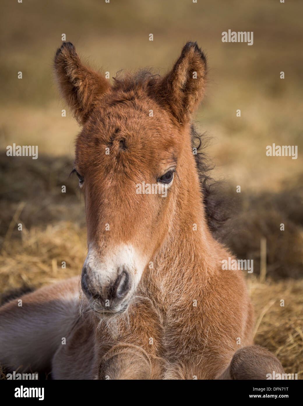 Neugeborene Fohlen, Island.   Reinrassige Islandpferd. Stockfoto