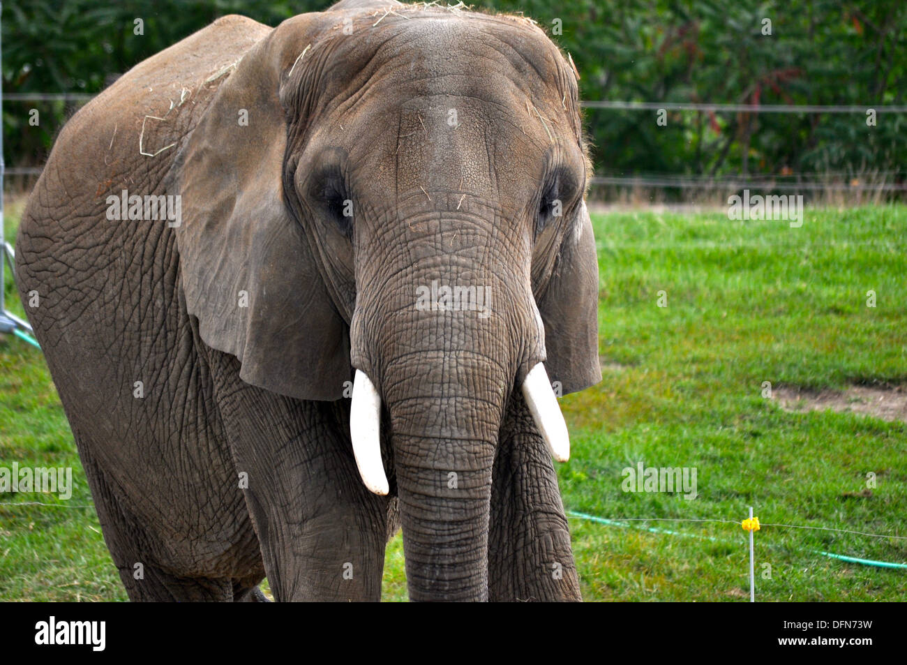 Elefanten im Zoo von Indianapolis Stockfoto