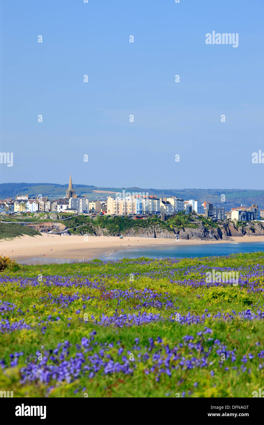 Glockenblumen Blick auf Tenby South Beach Tenby Pembrokeshire Wales Stockfoto