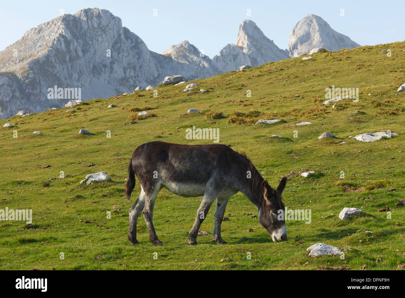 Esel auf einer Alm, westlichen Picos de Europa, Parque Nacional de Los Picos de Europa, Picos de Europa, Provinz von Astu Stockfoto