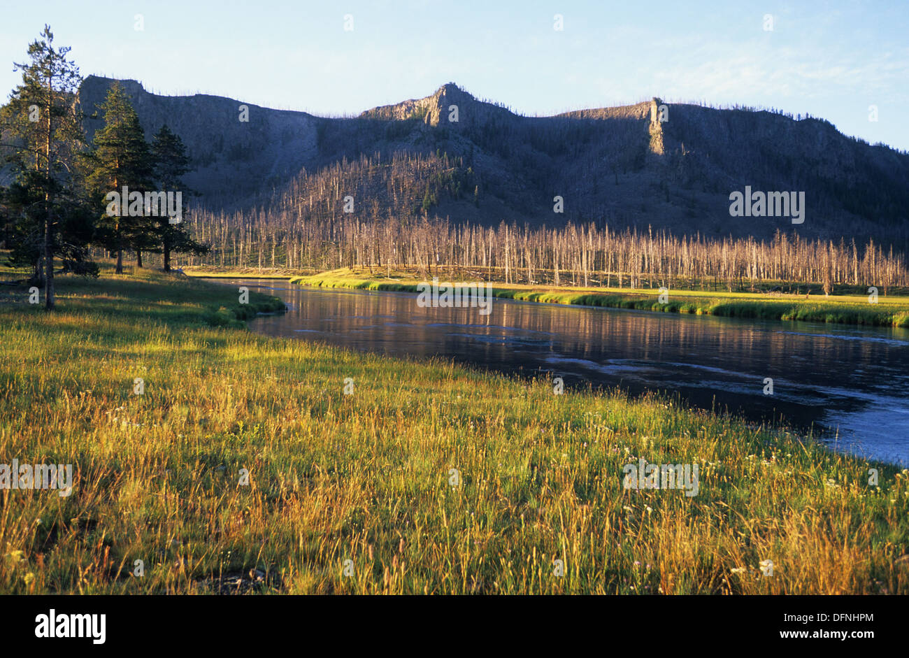 Elk265-1644 Wyoming, Yellowstone National Park, Madison River Landschaft after1988 Feuer Stockfoto