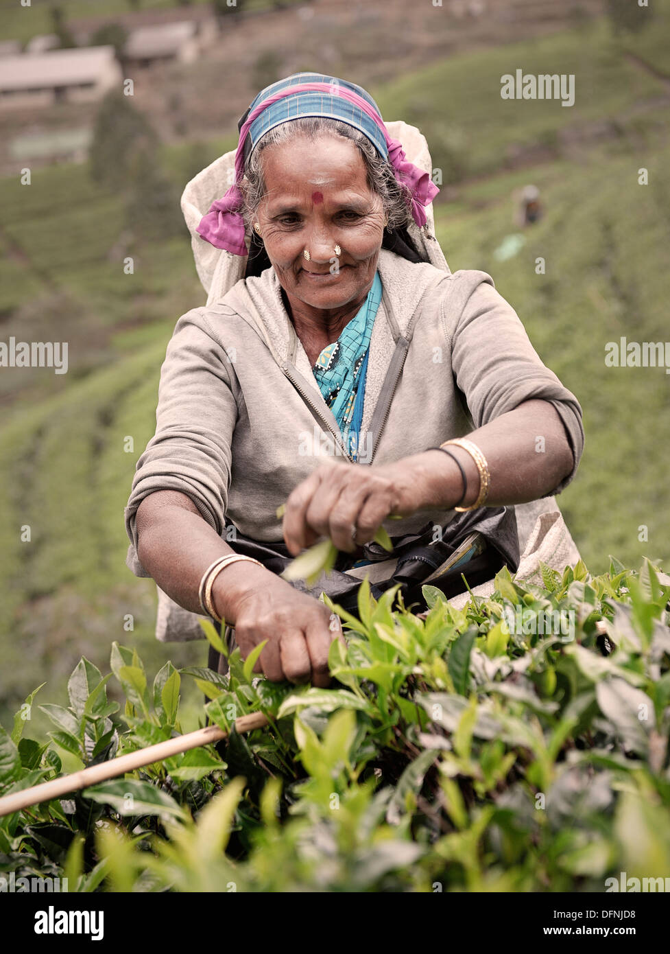 Tamil Tee Picker zupfen Tee Blätter auf einer Plantage Teeplantage Produktion, Haputale, Mountain Region, Sri Lanka Stockfoto