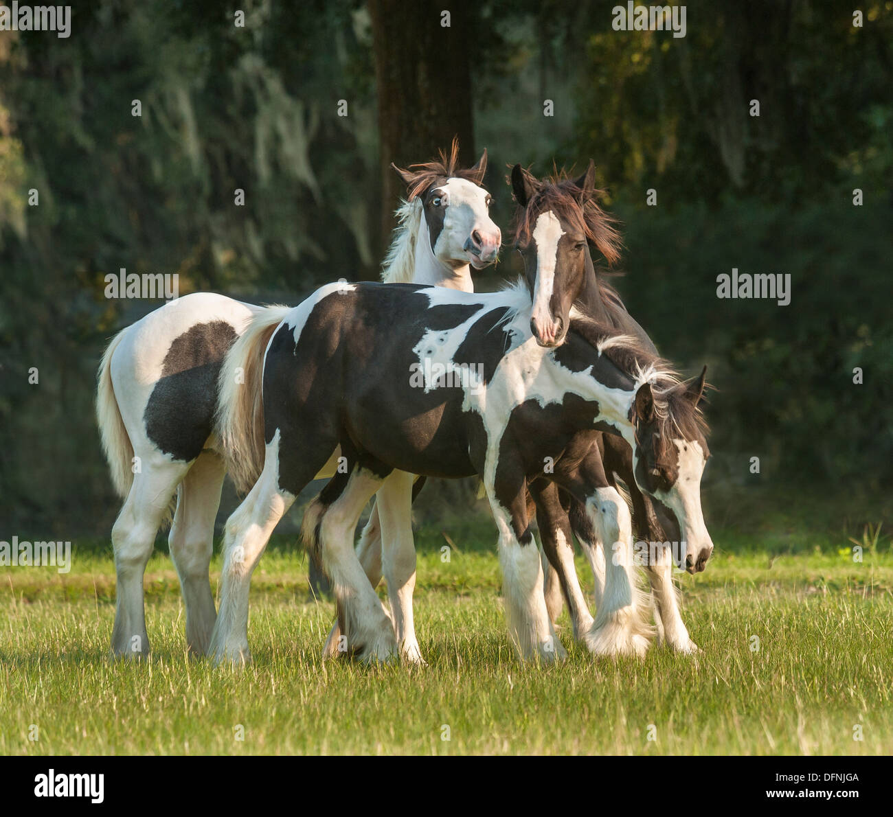 Gypsy Absetzer Pferd Fohlen Stockfoto