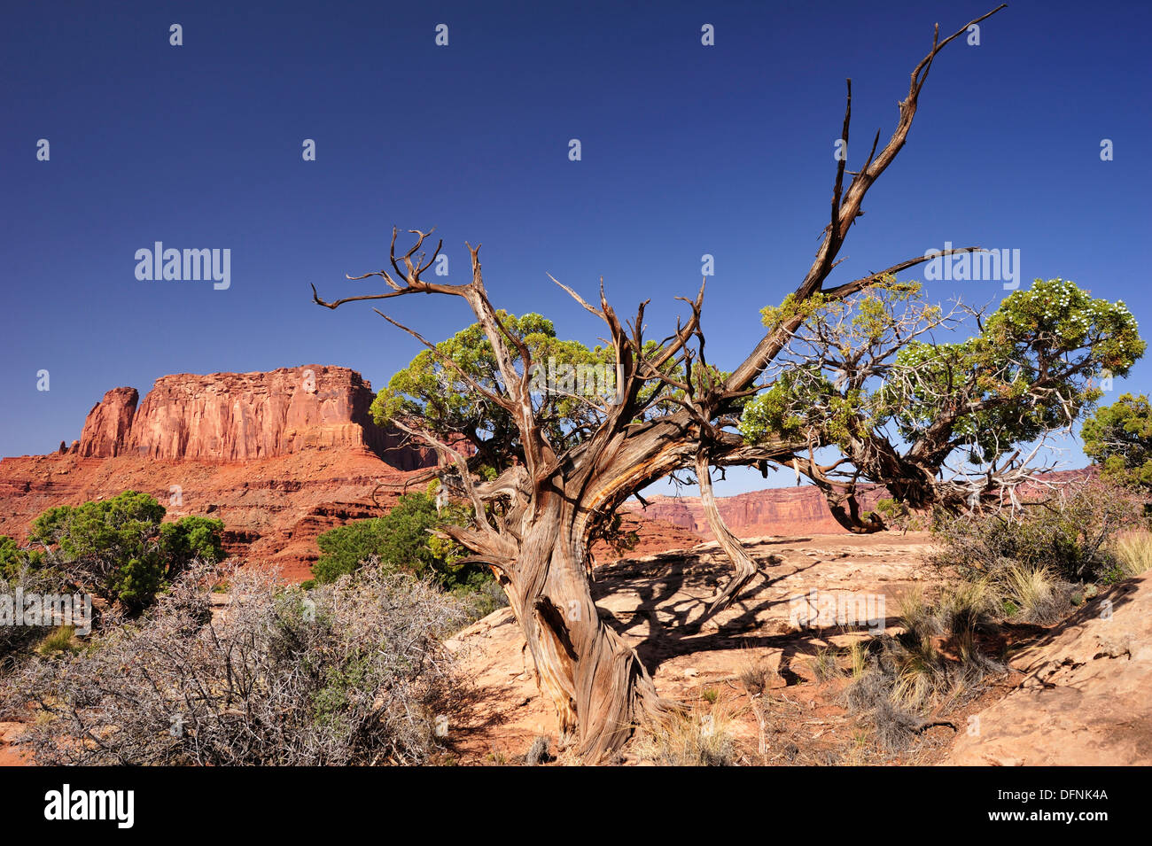 Utah-Wacholder unter blauem Himmel, White Rim Drive, White Rim Trail, Green River, Insel im Himmel, Canyonlands National Park anzeigen Stockfoto