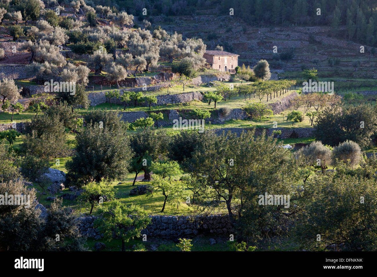 Blick über Steinterrassen in das Tal von Soller, Tramantura, Soller, Mallorca, Spanien Stockfoto