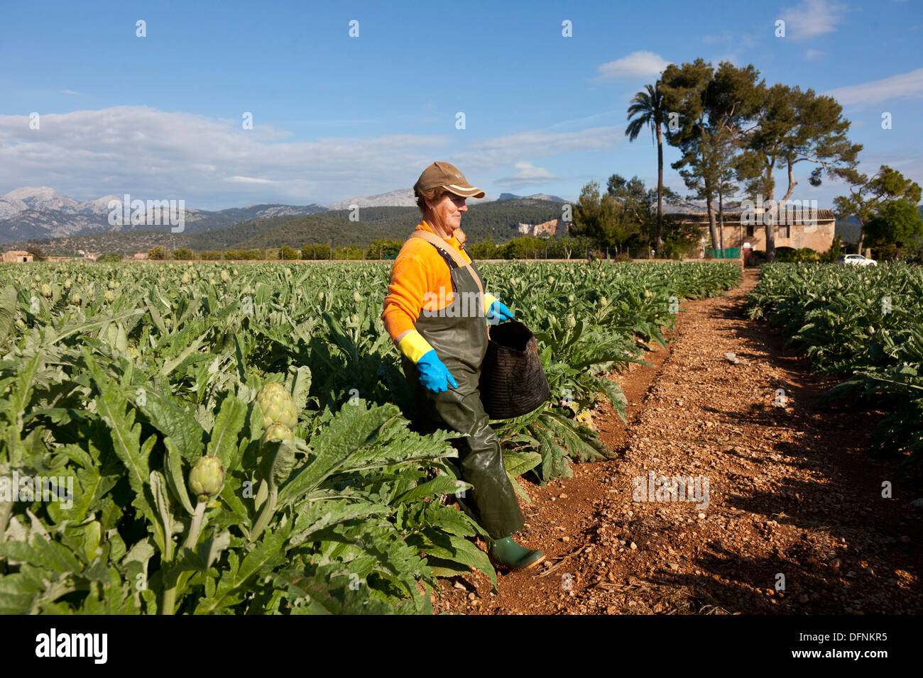 Sammeln der Artischocke, Ernte, Landwirtschaft, Tiefland Es Pla, in der Nähe von Sa Pobla, Mallorca, Spanien Stockfoto