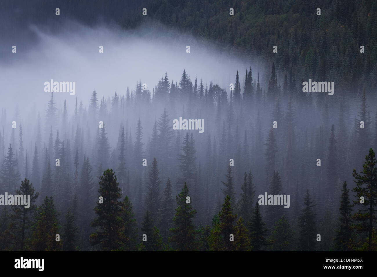 Am frühen Morgennebel in einem schrägen Kiefernwald Stockfoto