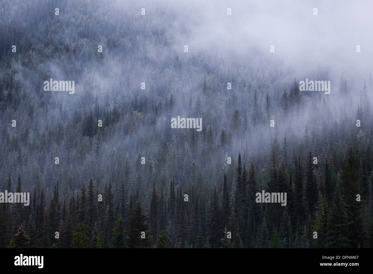 Ätherisch Nebel in einem Kiefer Wald, Britisch-Kolumbien, Kanada Stockfoto