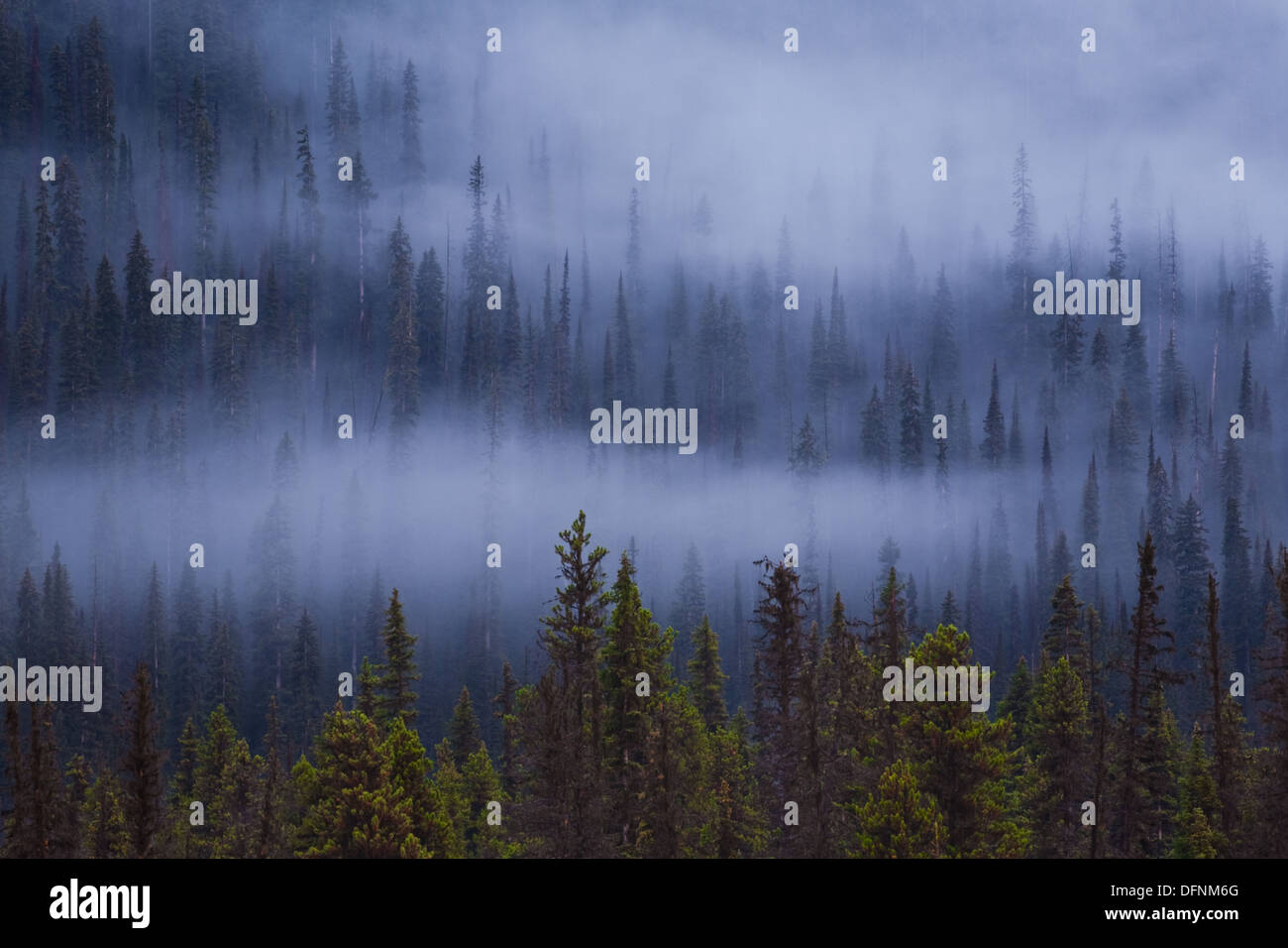 Schichten von Nebel in einer bewaldeten Region of the Bugaboo Provincial Park, Kanada Stockfoto