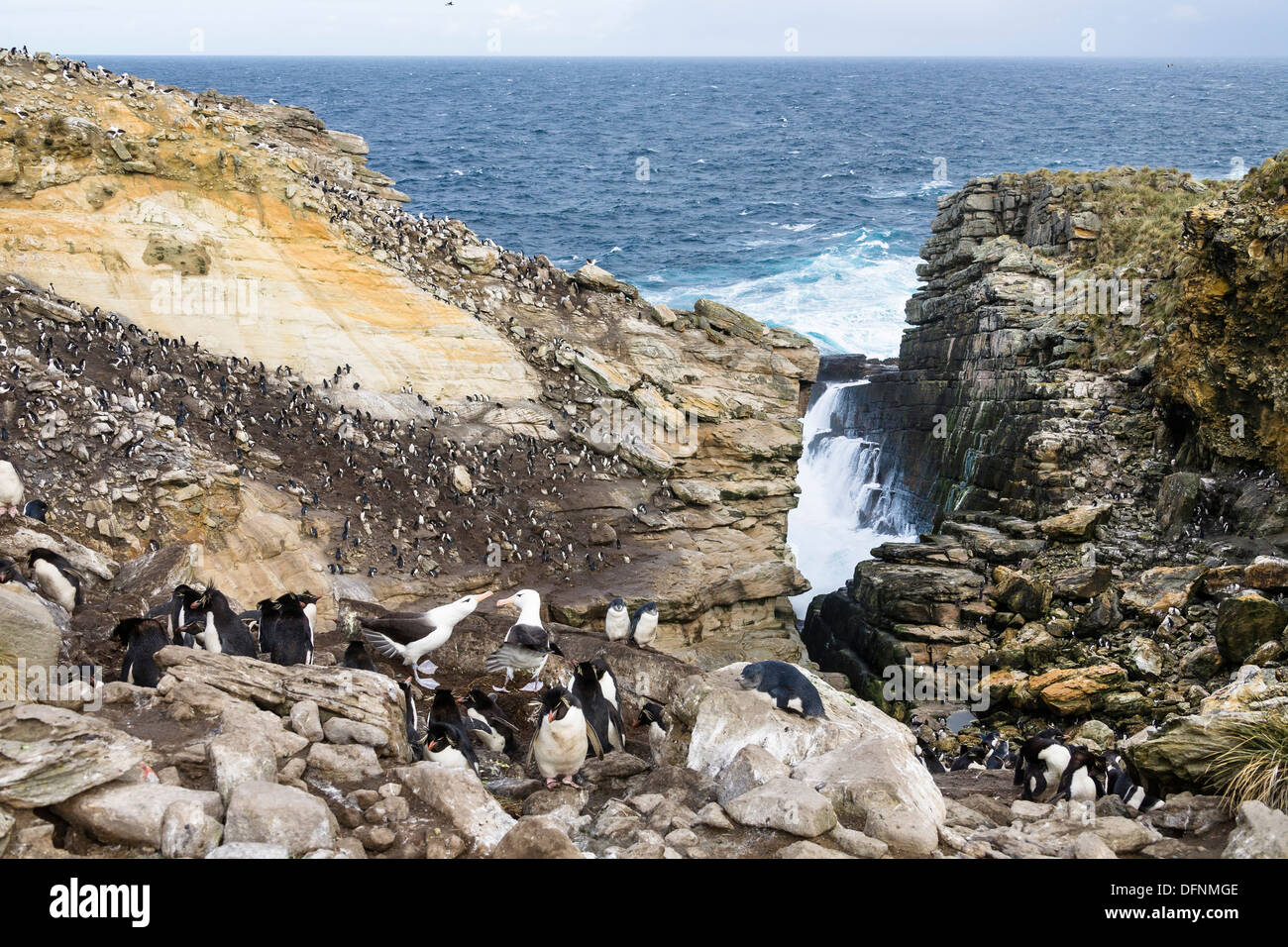 Rockhopper Penguins, Eudyptes Chrysocome und Black-browed Albatros, Diomedea Melanophrys, neue Insel, Falkland-Inseln, Subant Stockfoto
