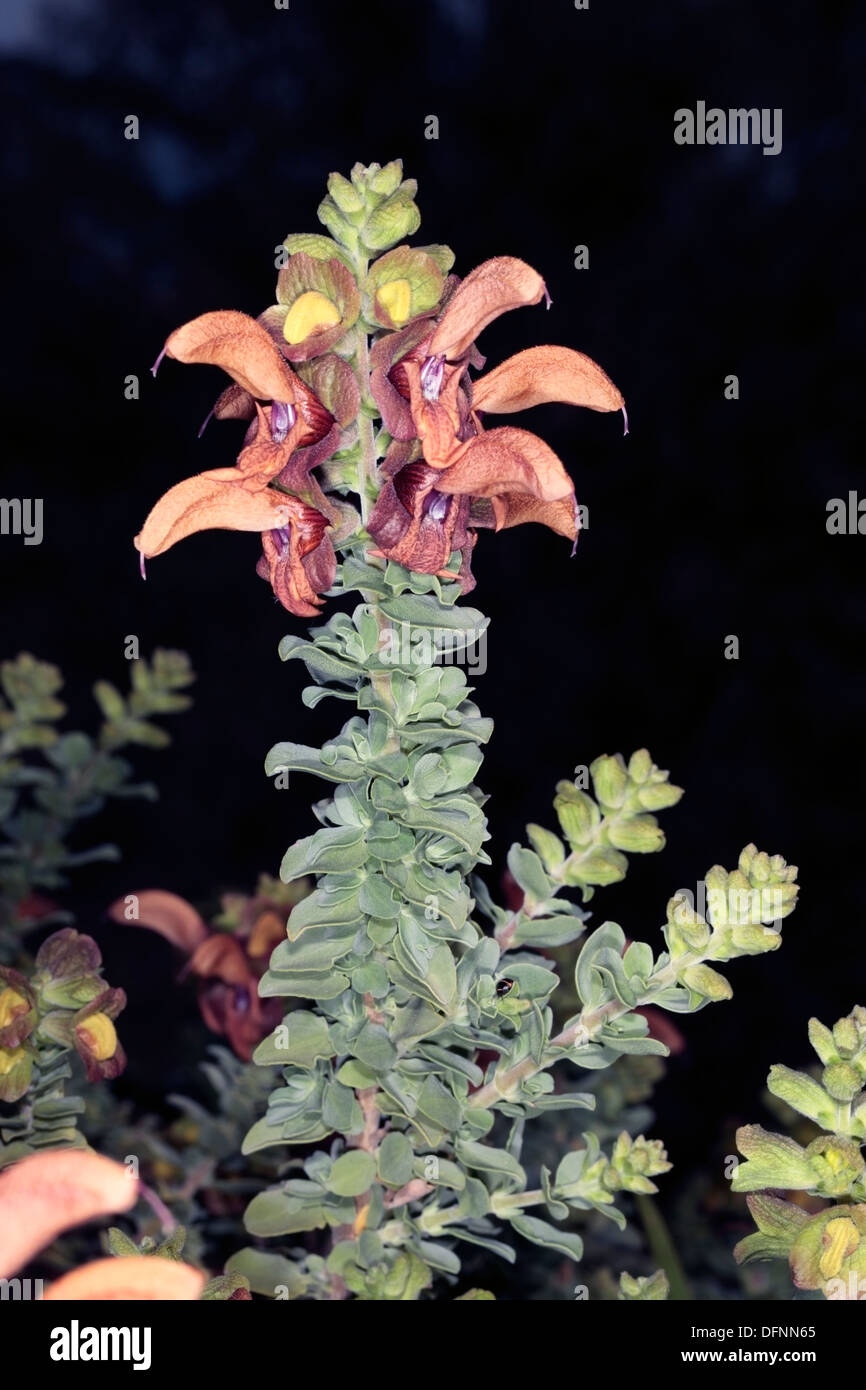 Goldene / Strand / Dünen / afrikanischer Salbei/Salvia Blumen-Salvia Africana-Lutea-Familie Lamiaceae Stockfoto