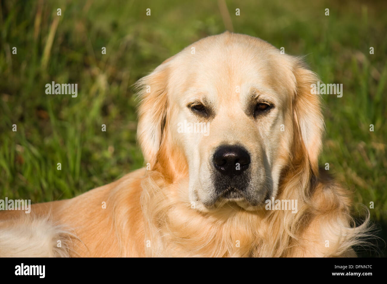 Golden Retriever vor grünen Rasen Hintergrund liegen und sehr ernst Stockfoto