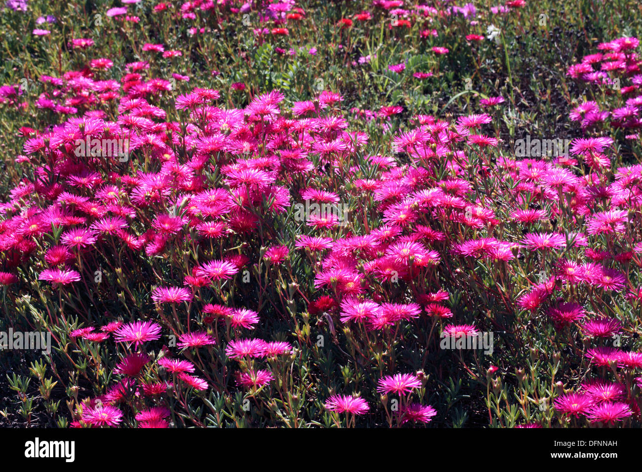 Dunkel rosa Lampranthus / Vygie Blumen-Lampranthus-Familie Mittagsblumengewächsen Stockfoto