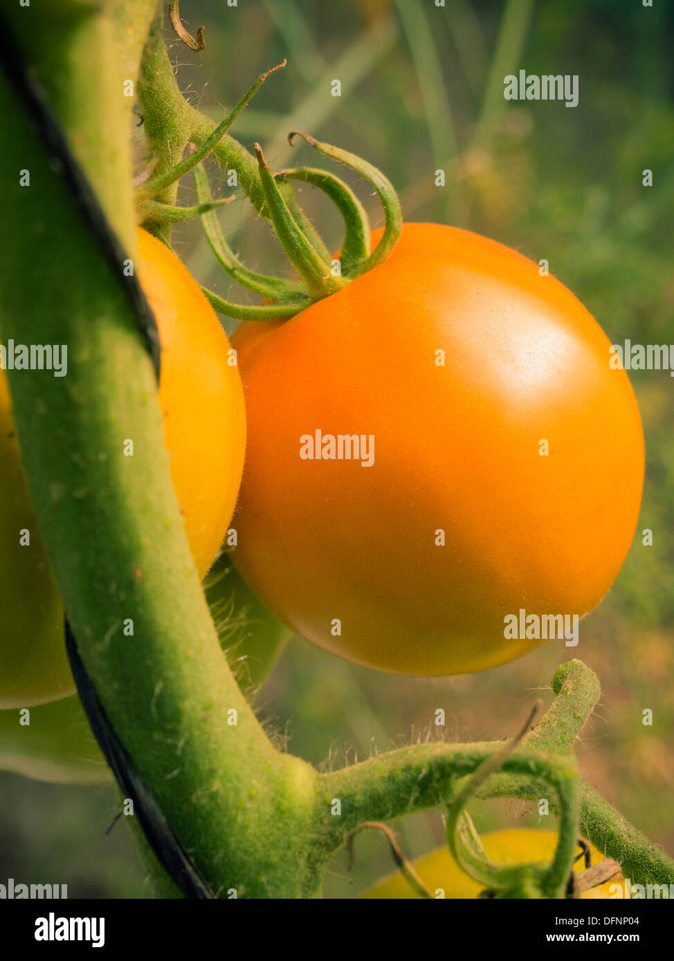 rote Tomaten reifen im weichen Abendlicht Stockfoto