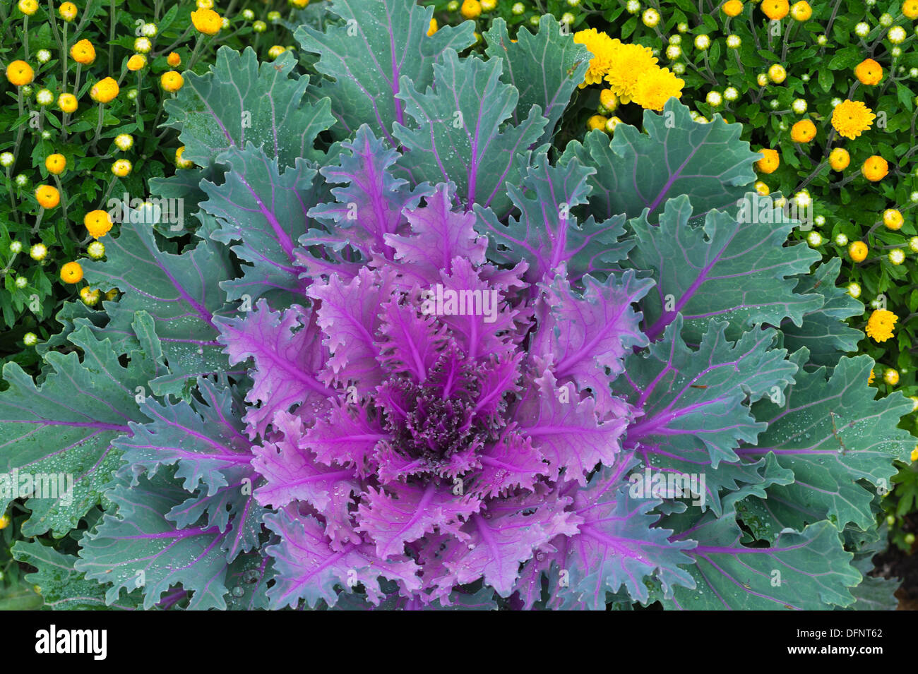 Ornamentale Grünkohl oder blühende Kohl, ein lila und grün blätterte Pflanze mit Fransen oder gezackten Blätter, Gelbe Chrysanthemen Stockfoto