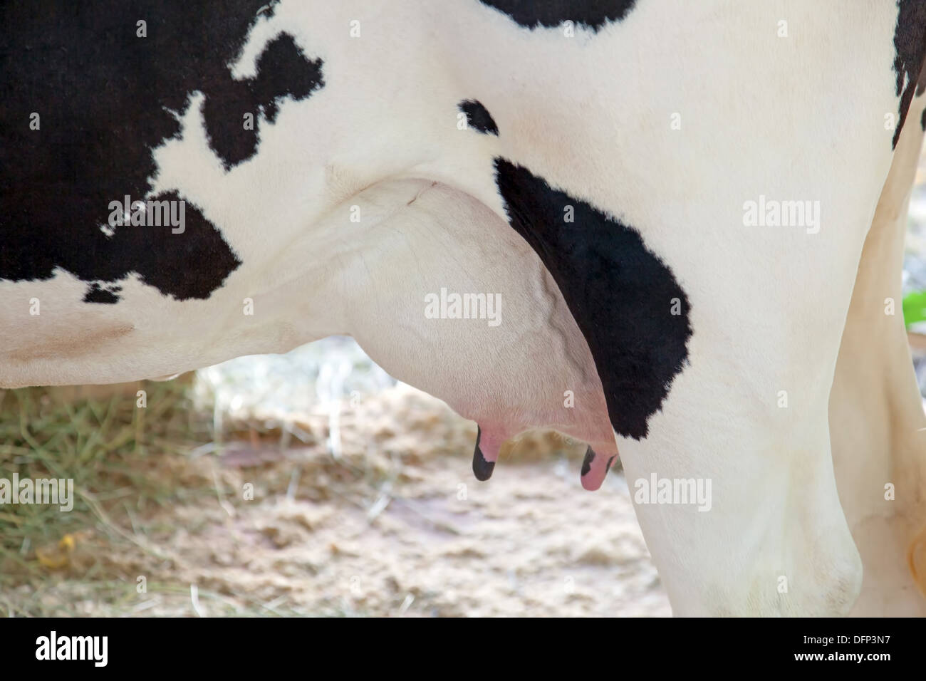 Milchkühe in einem Bauernhof. Euter einer jungen Kuh Stockfoto