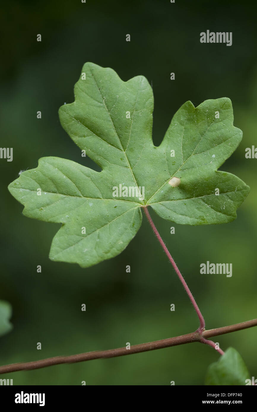 Feldahorn feld ahorn (acer campestre) -Fotos und -Bildmaterial in hoher ...