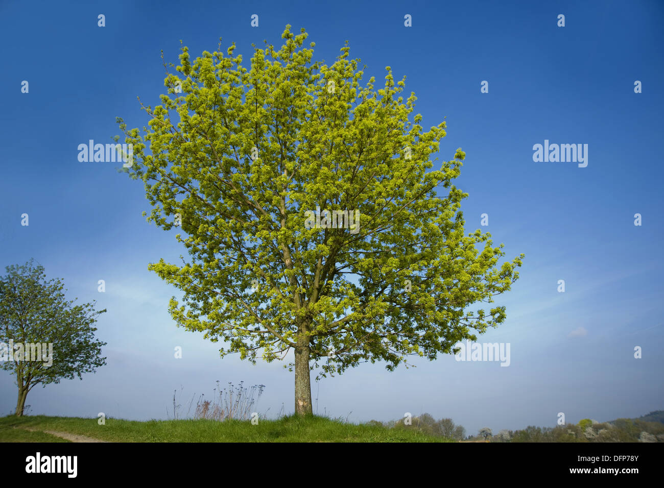 Spitzahorn, Acer platanoides Stockfoto